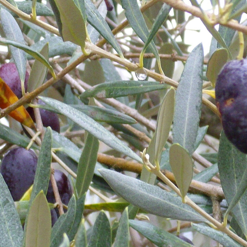 Olive branch with slim silver-green leaves